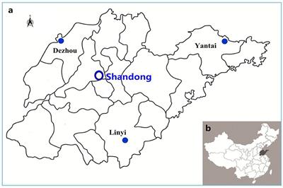 Antimicrobial Resistance and Molecular Epidemiology of <mark class="highlighted">ESBL-Producing Escherichia coli</mark> Isolated from Outpatients in Town Hospitals of Shandong Province, China